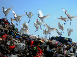 FOTO: Belanja Online Makin Praktis, Tapi Sampah Plastik Mengintai