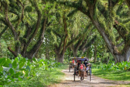 4 Cara Menikmati Wisata Banyuwangi yang Lebih Dalam dan Berkesan