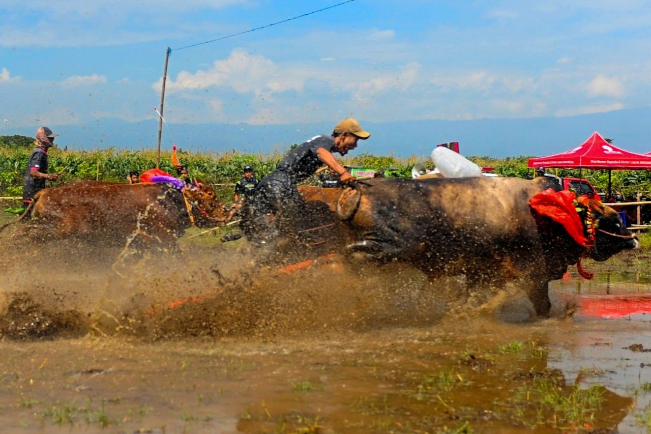 Kerapan Sapi Brujul. (Foto: Sahlan Kurniawan/Jelajah Nusantara)