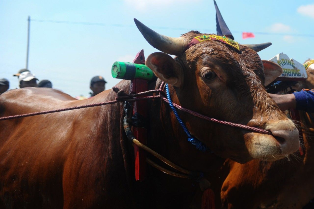 Kerapan Sapi Brujul. (Foto: Sahlan Kurniawan/Jelajah Nusantara)