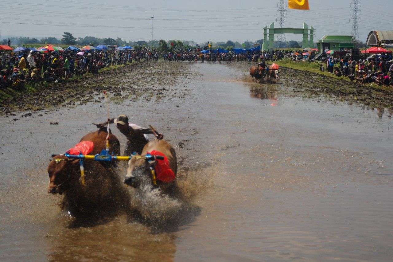 Kerapan Sapi Brujul. (Foto: Sahlan Kurniawan/Jelajah Nusantara)