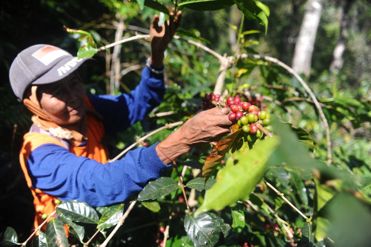 Kopi Indonesia Makin Mendunia. (Foto: Sahlan Kurniwan/Jelajah NUsantara)