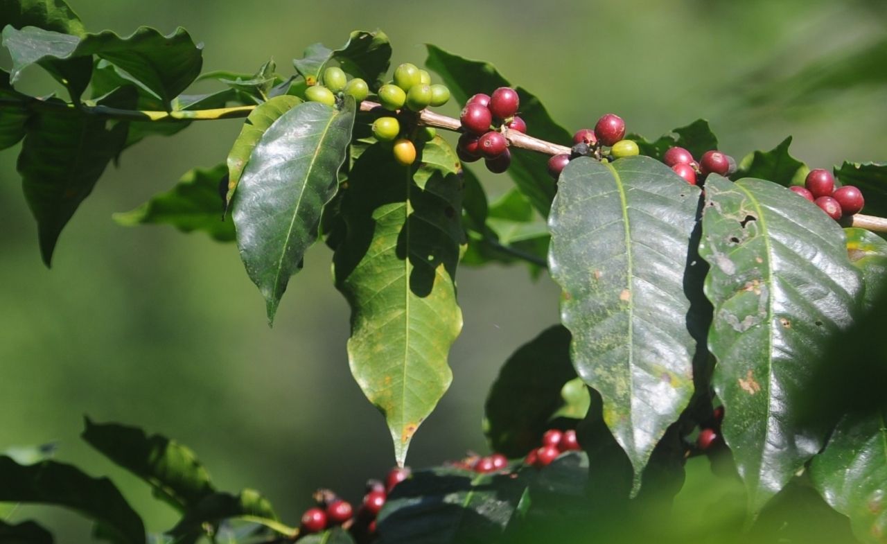 Kopi Indonesia Makin Mendunia. (Foto: Sahlan Kurniwan/Jelajah NUsantara)