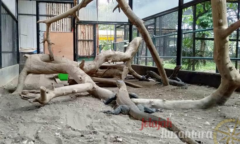 Populasi Komodo Terus Bertambah di Taman Wisata KBS