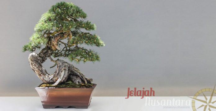 5 Cara Mudah Merawat Bonsai