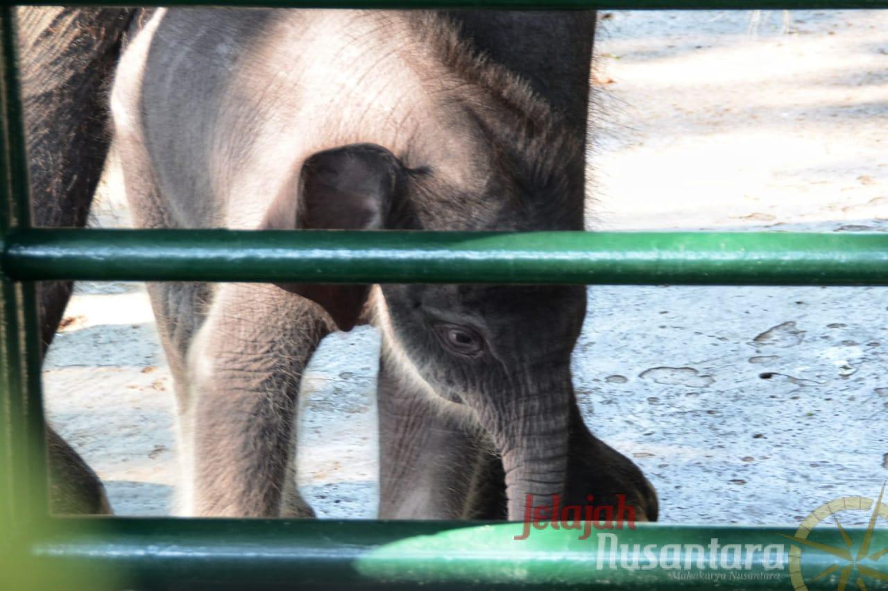 Penghuni Kebun Binatang Surabaya Bertambah Dengan Lahirnya "Dumbo"
