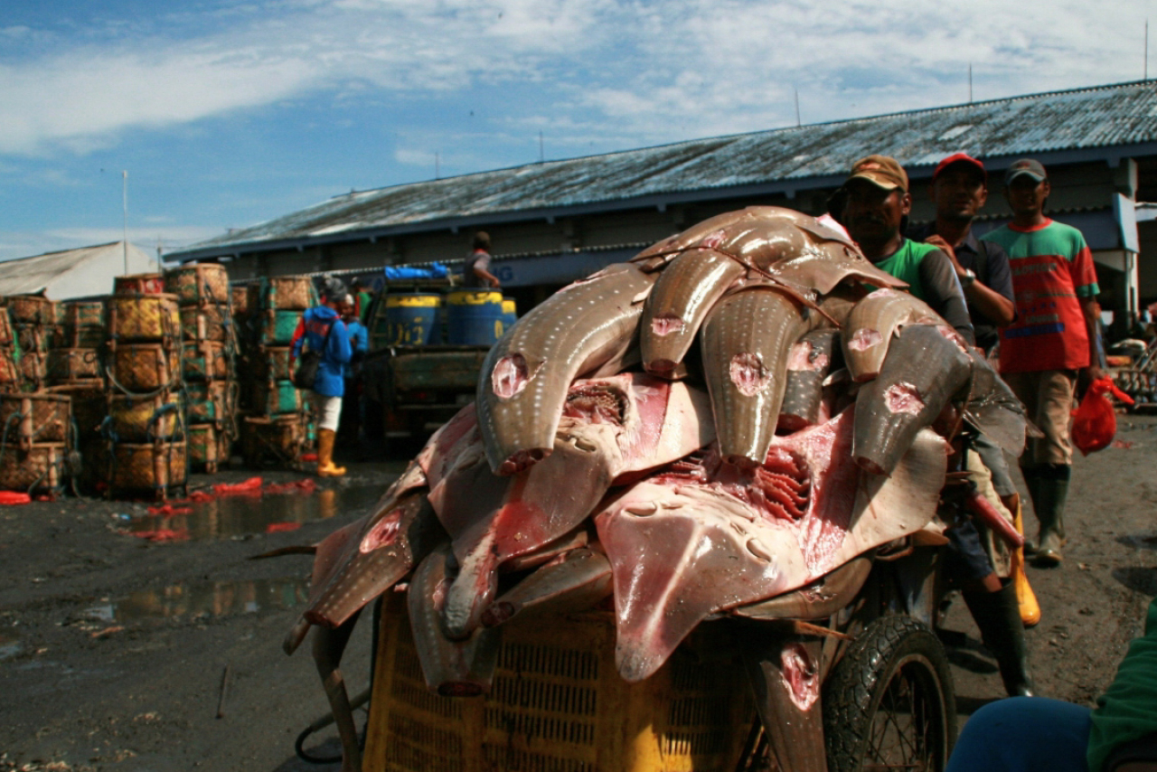 Aktivitas pemotongan sirip hiu di tempat pelelangan ikan Lamongan. (Foto: Sahlan Kurniawan/Jelajah Nusantara).