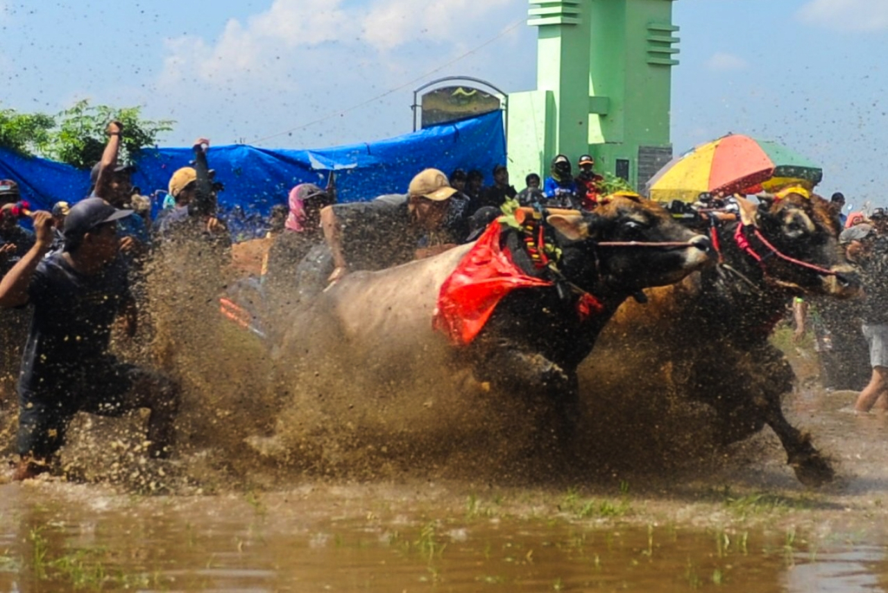 FOTO: Pesona Budaya Probolinggo dalam Derap Lomba Kerapan Sapi Brujul