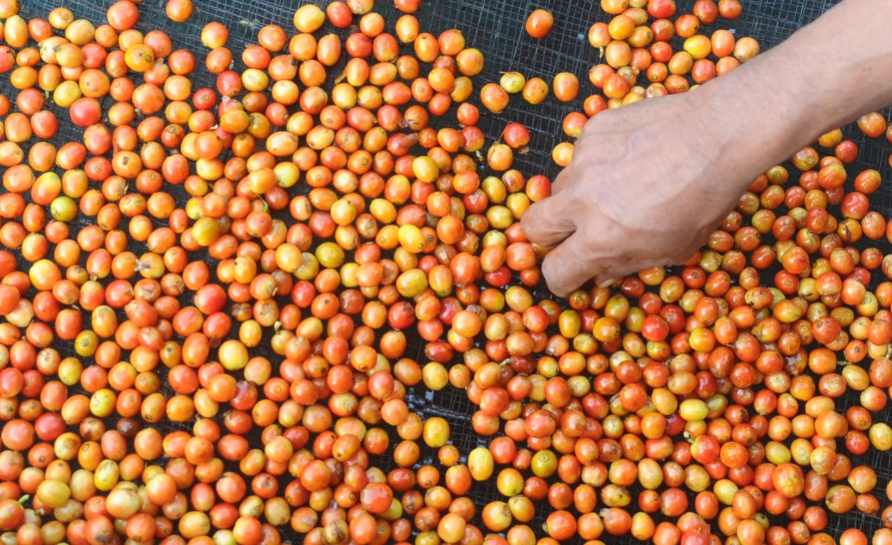 FOTO: Kopi Indonesia Makin Mendunia, Produksi Naik 60 Persen Awal 2025