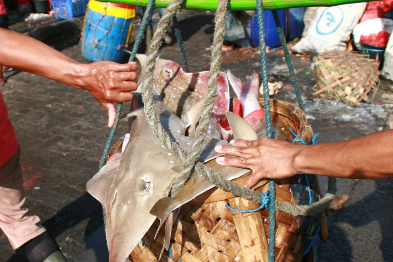 Aktivitas pemotongan sirip hiu di tempat pelelangan ikan Lamongan. (Foto: Sahlan Kurniawan/Jelajah Nusantara).