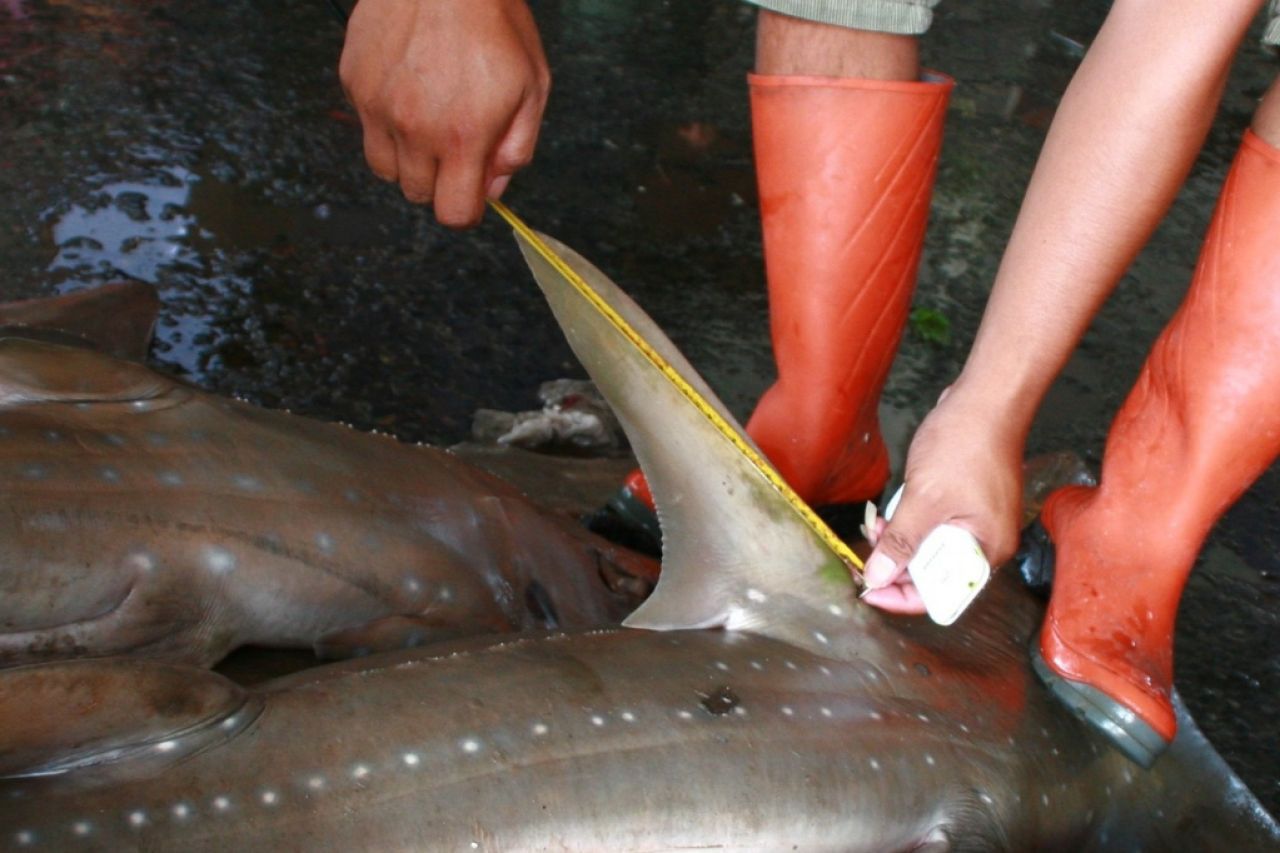 Aktivitas pemotongan sirip hiu di tempat pelelangan ikan Lamongan. (Foto: Sahlan Kurniawan/Jelajah Nusantara).