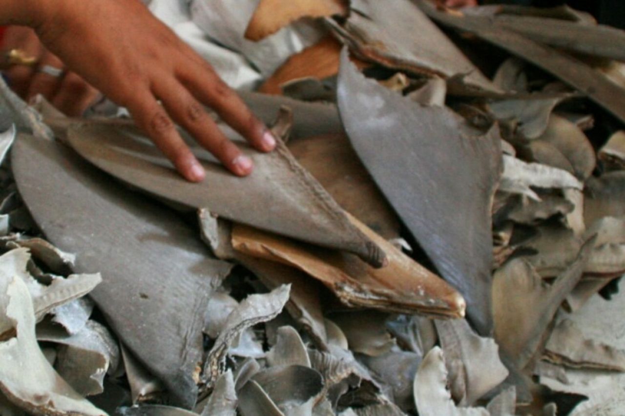 Aktivitas pemotongan sirip hiu di tempat pelelangan ikan Lamongan. (Foto: Sahlan Kurniawan/Jelajah Nusantara).