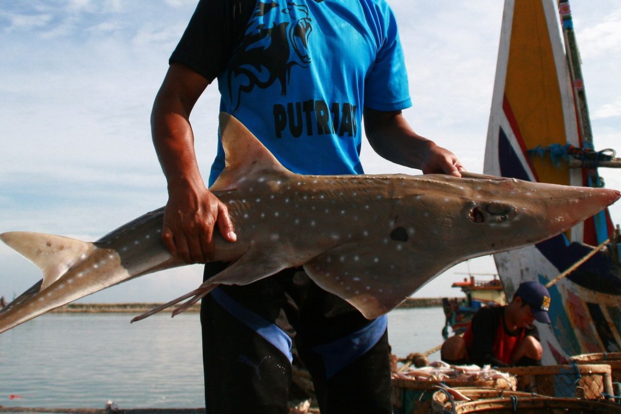 Aktivitas pemotongan sirip hiu di tempat pelelangan ikan Lamongan. (Foto: Sahlan Kurniawan/Jelajah Nusantara).