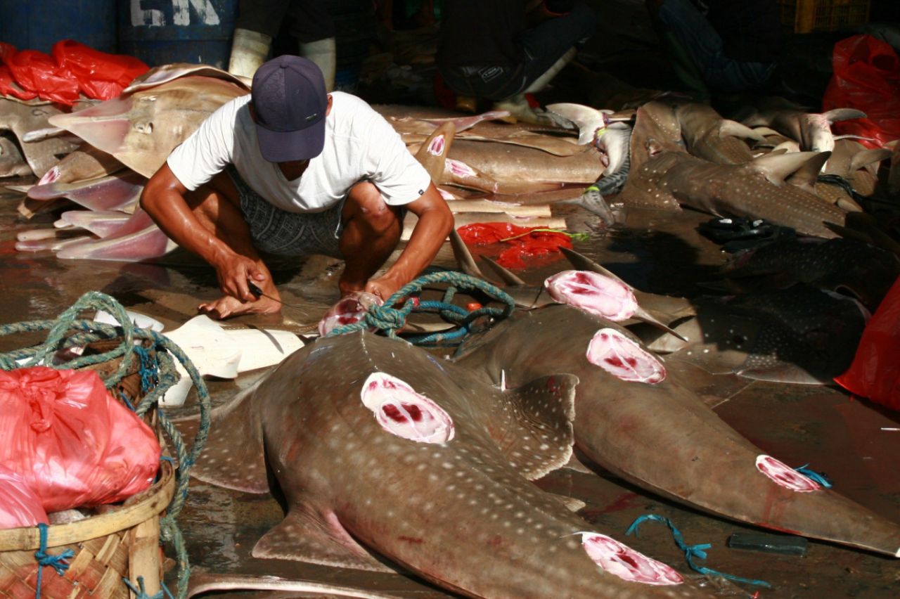 Aktivitas pemotongan sirip hiu di tempat pelelangan ikan Lamongan. (Foto: Sahlan Kurniawan/Jelajah Nusantara).