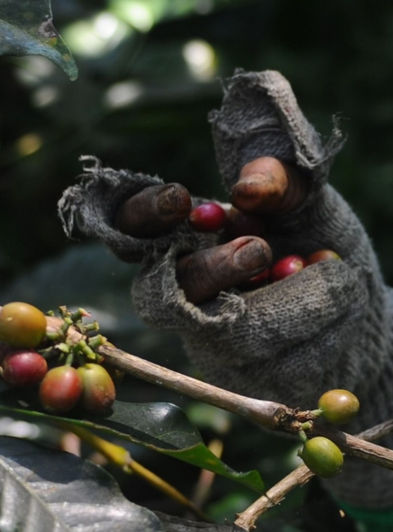 Kopi Indonesia Makin Mendunia. (Foto: Sahlan Kurniwan/Jelajah NUsantara)